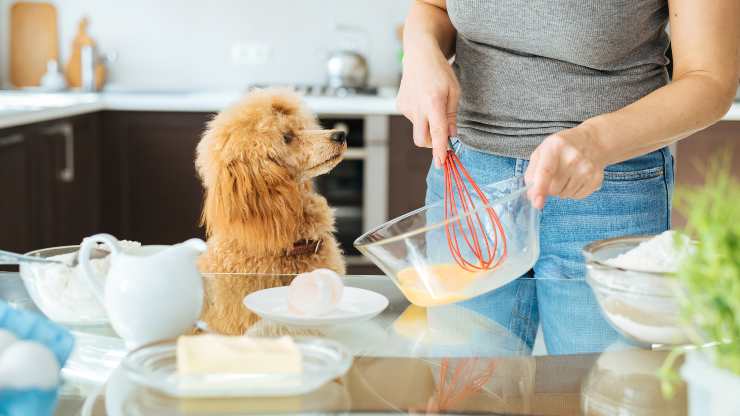 pancake per cani