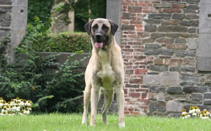 cane da pastore dell'Anatolia