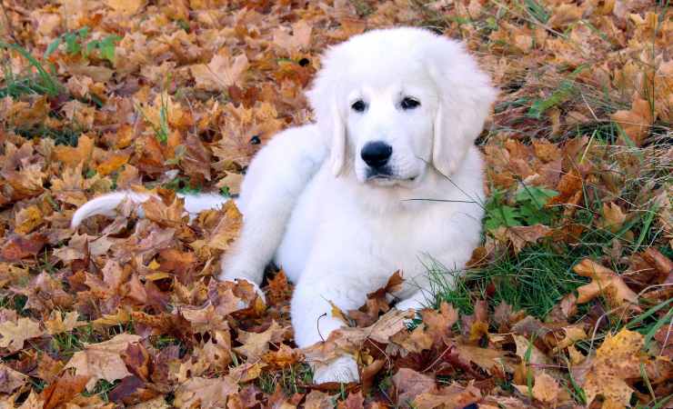 cucciolo di cane da pastore di Tatra
