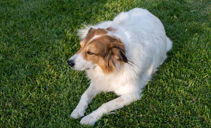cane da pastore greco