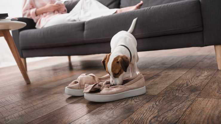 perché il cane annusa le scarpe