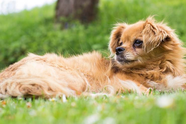 Fido e il riposo nella natura