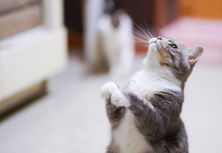 Felino vuole il suo padrone