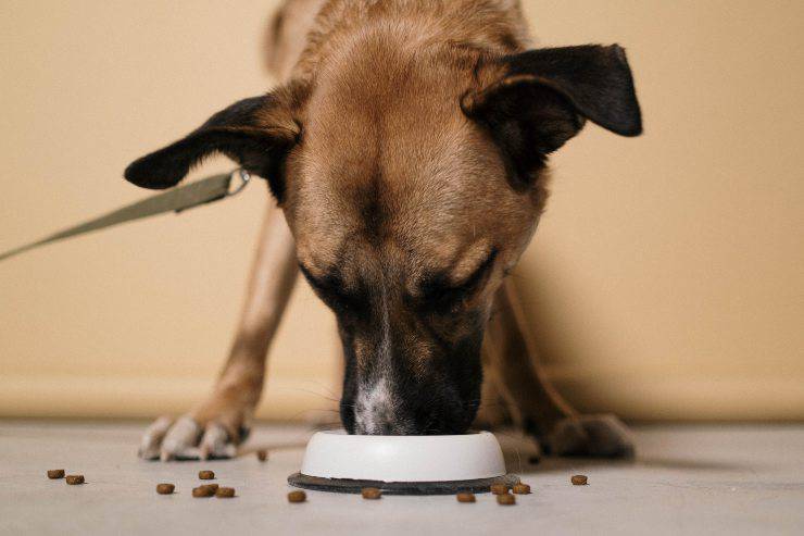 La dieta del cane