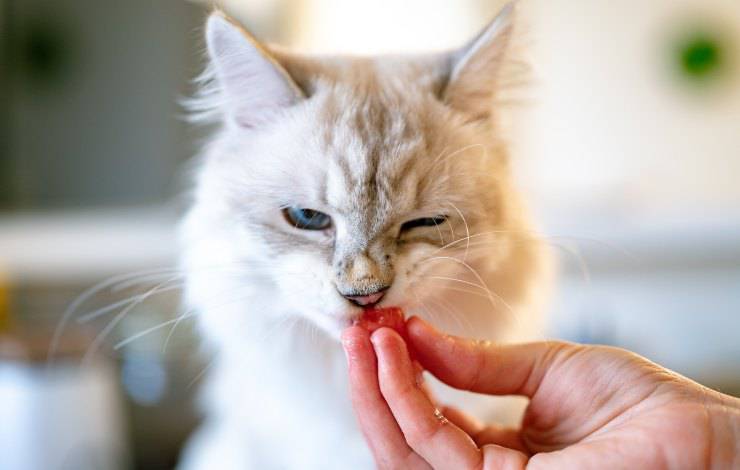Il gatto può mangiare la carne in scatola Il gatto può mangiare la carne in scatola