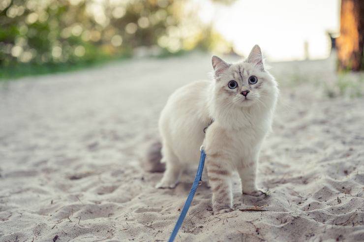 Al mare con il gatto Al mare con il gatto