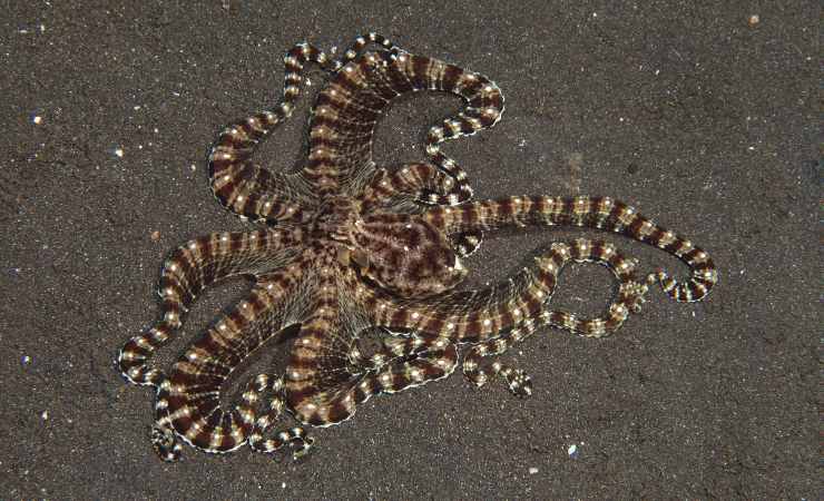 Thaumoctopus mimicus