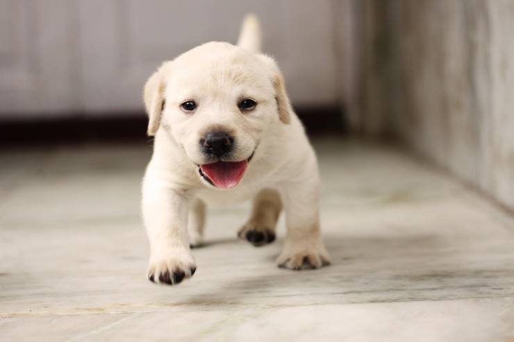 Fido si muove felice