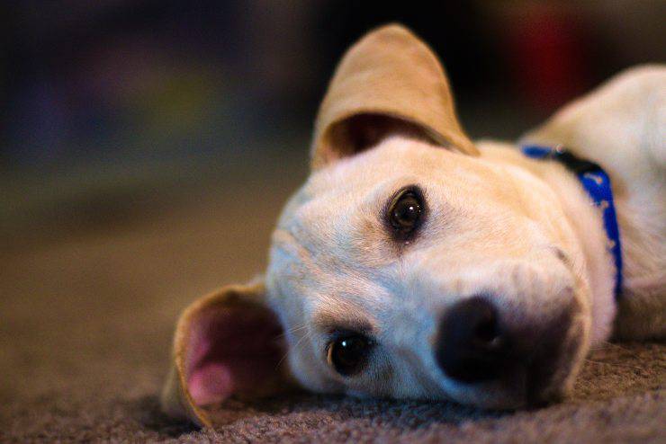 Perché il cane non esce di notte Perché il cane non esce di notte