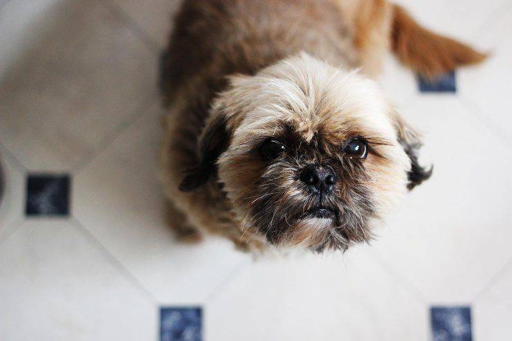 L'alimentazione del cane
