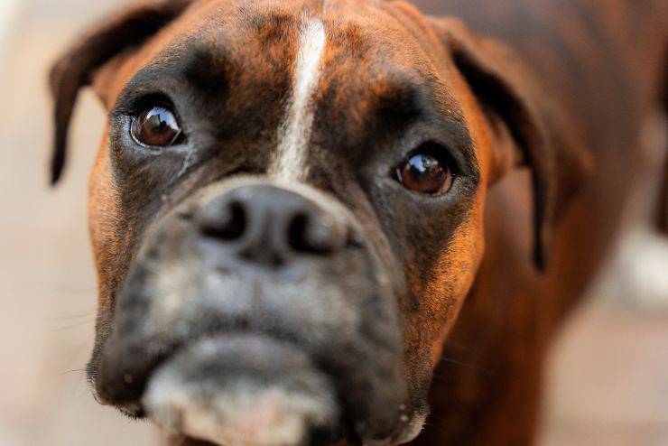 Il cane può mangiare il riso rosso Il cane può mangiare il riso rosso