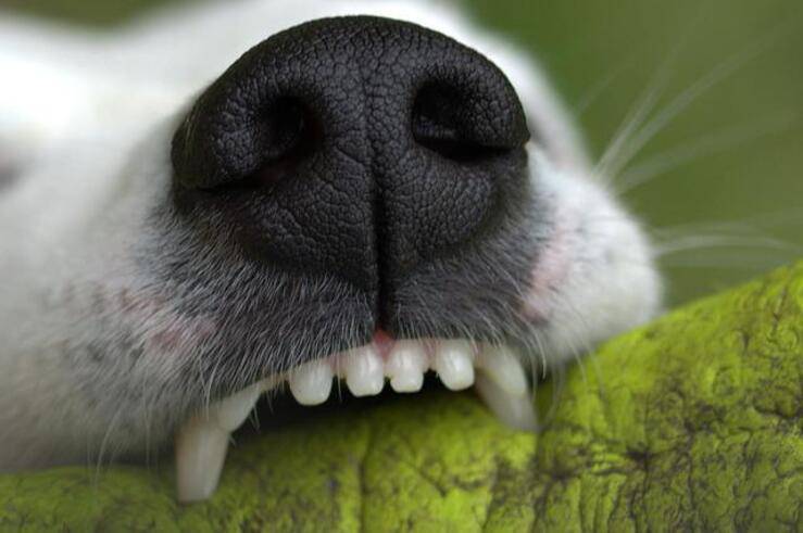 Cercano di rapire la bimba di 2 anni: il cane li morde e li mette in fuga(Foto Pixabay)