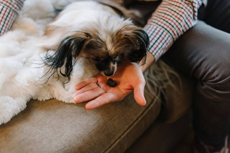 L'alimentazione dei cani