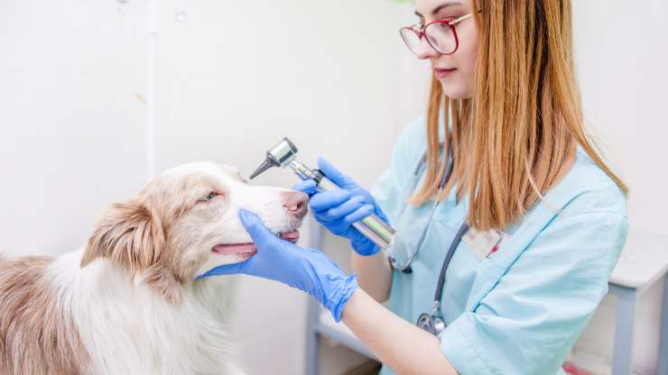 thelaziosi nel cane