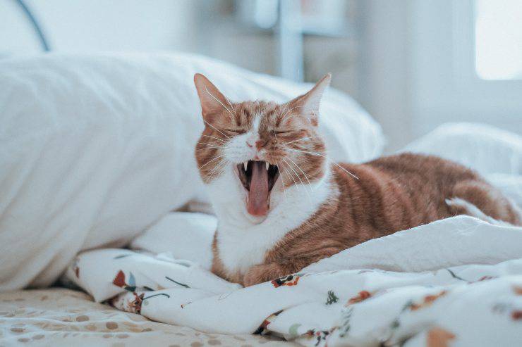 Il gatto ha ingerito una caramella Il gatto ha ingerito una caramella