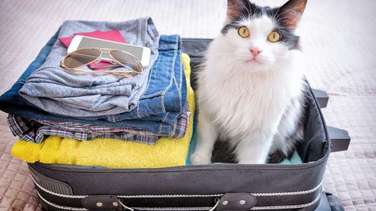 vacanza ideale gatto