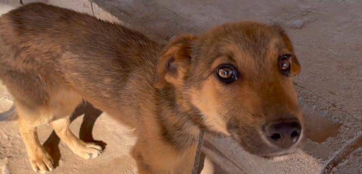 cagnolino legato blocco calcestruzzo