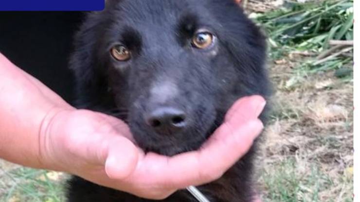 una delle due cagnoline in cerca di adozione (Foto Facebook)