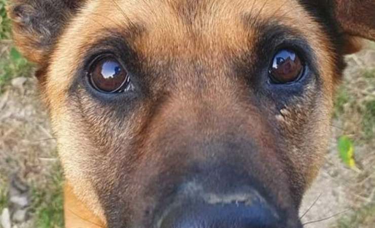 Il dolce sguardo di Ciccio (Foto Facebook)