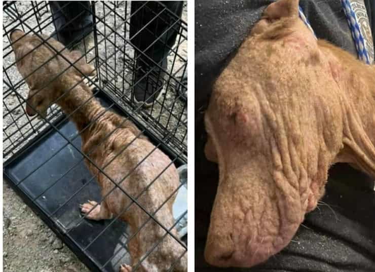 Polizia si reca sul luogo di una sparatoria ma quello che trova nella casa dei vicini è terrificante (Foto)