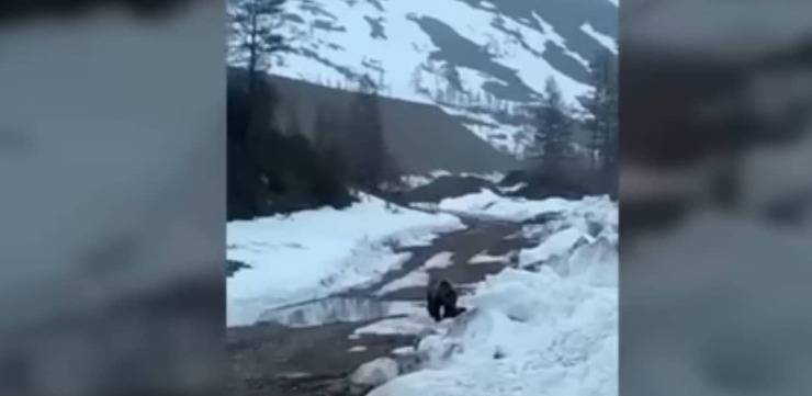 Il terrificante video orso fatto saltare in aria dai minatori Russi (Screen Video)
