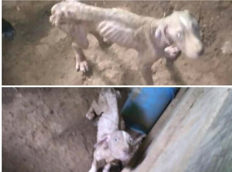 Polizia si reca sul luogo di una sparatoria ma quello che trova nella casa dei vicini è terrificante (Foto Facebook)