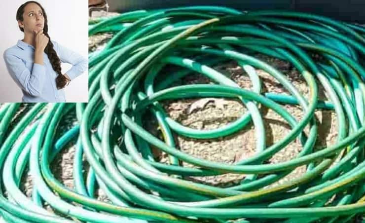Il test visivo dell'animale nascosto solo i più astuti riescono a vederlo nel tempo stabilito (Foto Reddit)