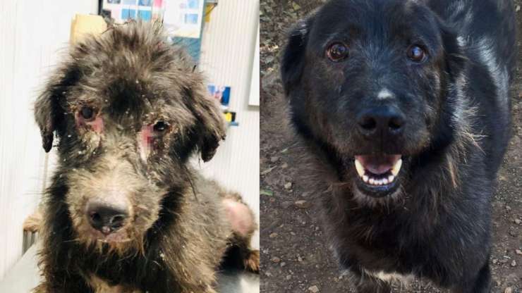 prima e dopo (Foto Facebook)