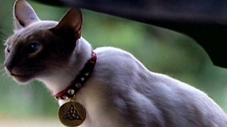 Gatto Streghe