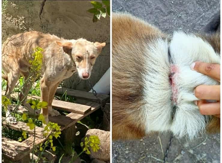 Nove cani abbandonati al loro destino mangiati vivi dalle zecche (Foto)