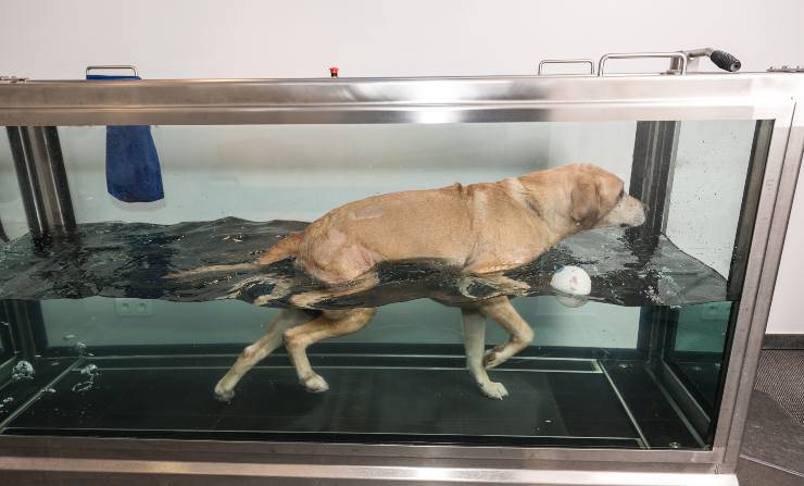 Cane in una vasca fredda