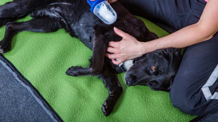 Crioterapia sul cane