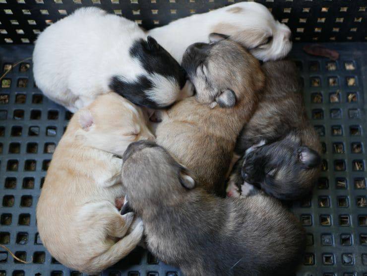 Cuccioli in una scatola Salvati cinque cuccioli abbandonati in una scatola di cartone: ora cercano casa