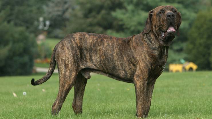 Alimentazione del Fila Brasileiro