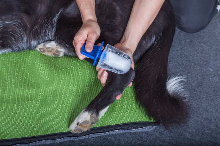 Crioterapia sul cane