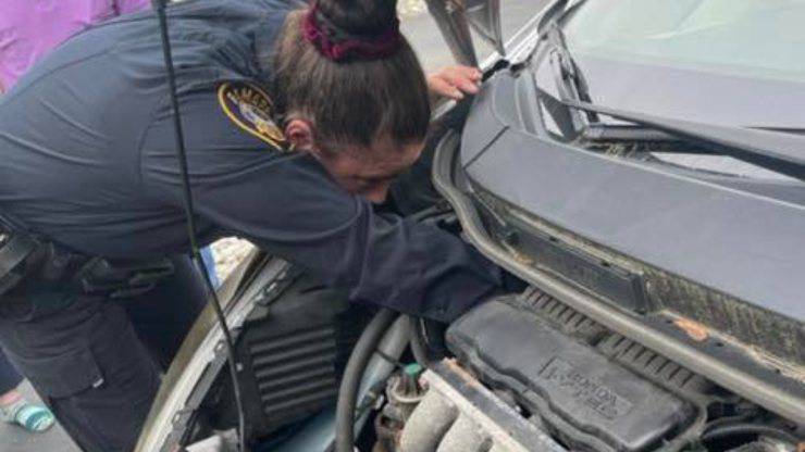 gattino intrappolato nel vano motore
