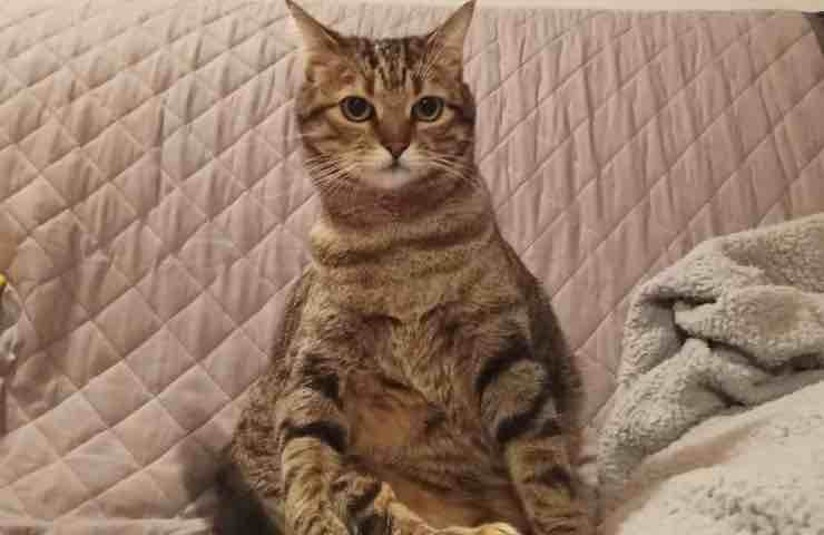 Astro gatto influencer