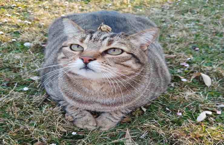 Astro gatto giardino Chiara