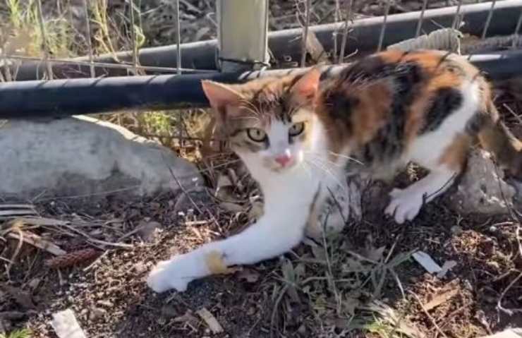 Gatta Atena salvata dalla strada