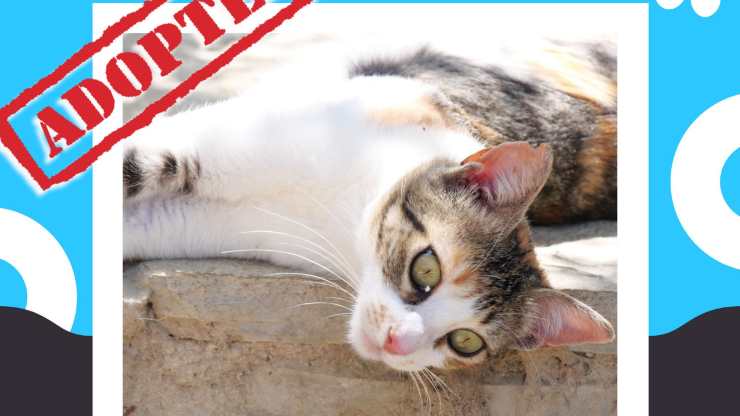 Gatta salvata dalla strada con una zampa rotta