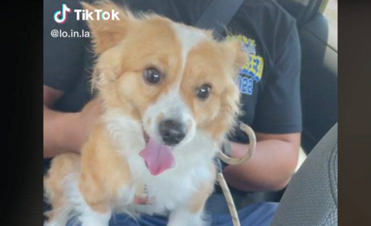 corgi fuori dal cancello