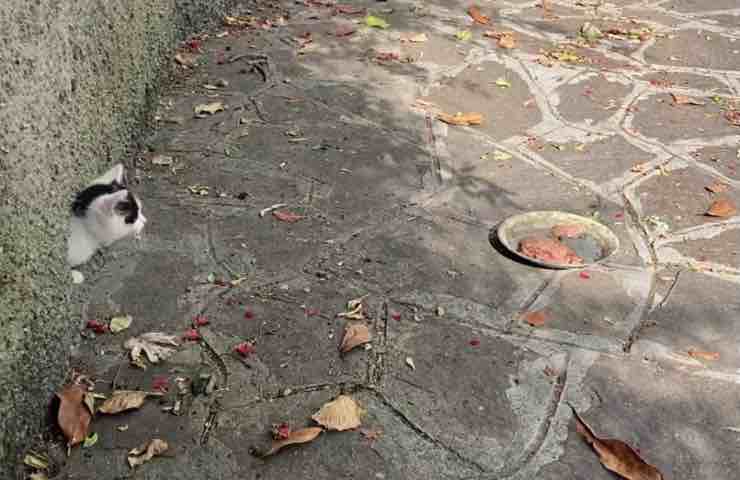 Bugatto cibo buco