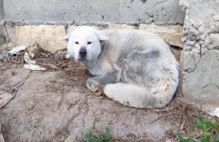 cane trovato vicino strada condizioni pessime video