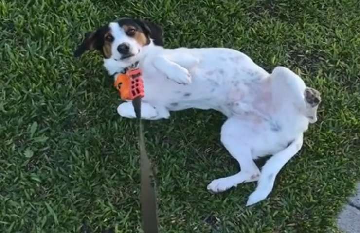 cane Foster personalità adolescente video