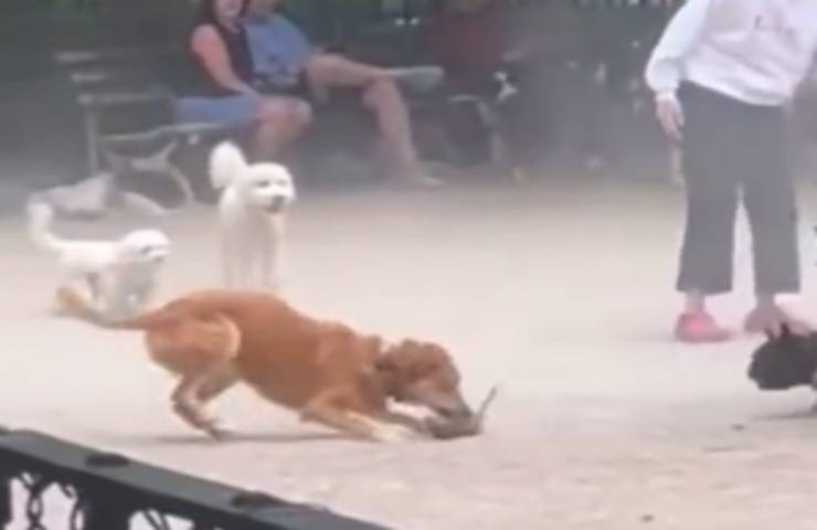 topo infiltrato parco giochi cani impauriti