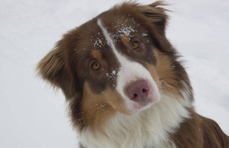 cane freddo uomo