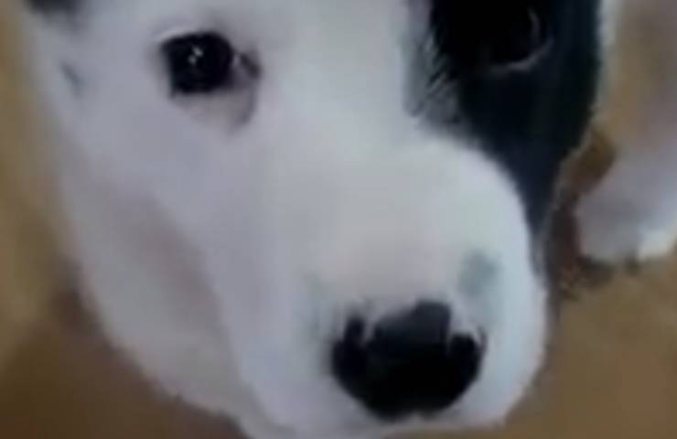 cane perde gamba operazione 