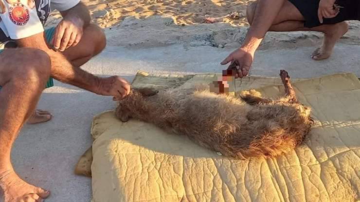 cane ferito spiaggia brasile