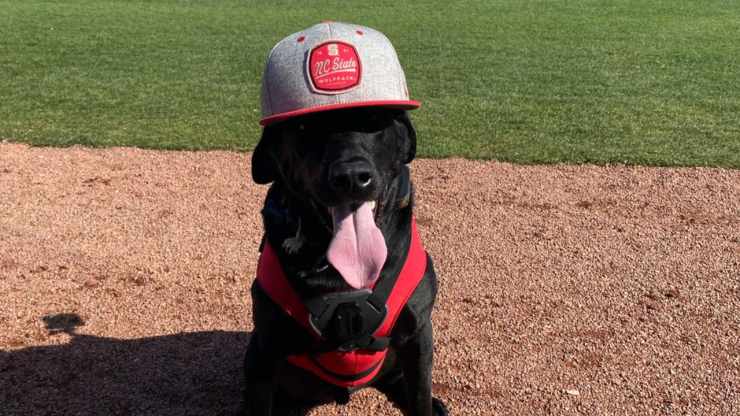 Cane gioca a baseball