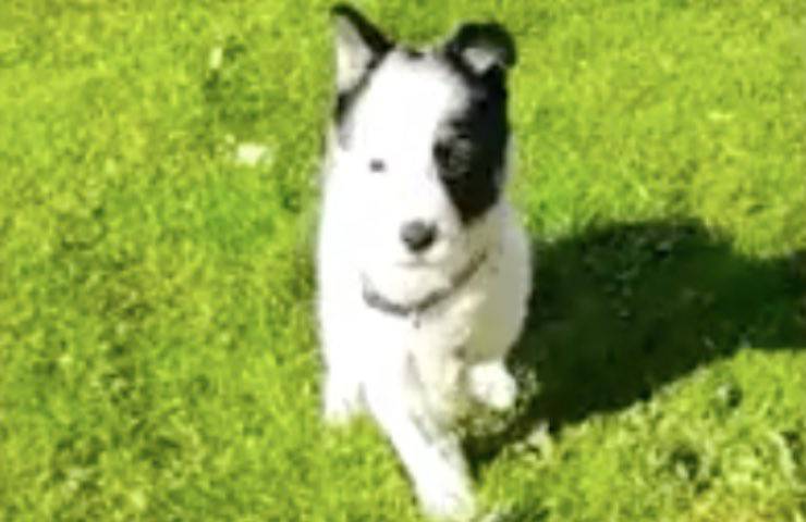 cane perde gamba operazione 